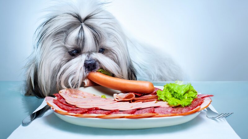 Shaggy Dog Eating Sausage