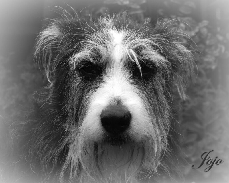Shaggy Dog Face