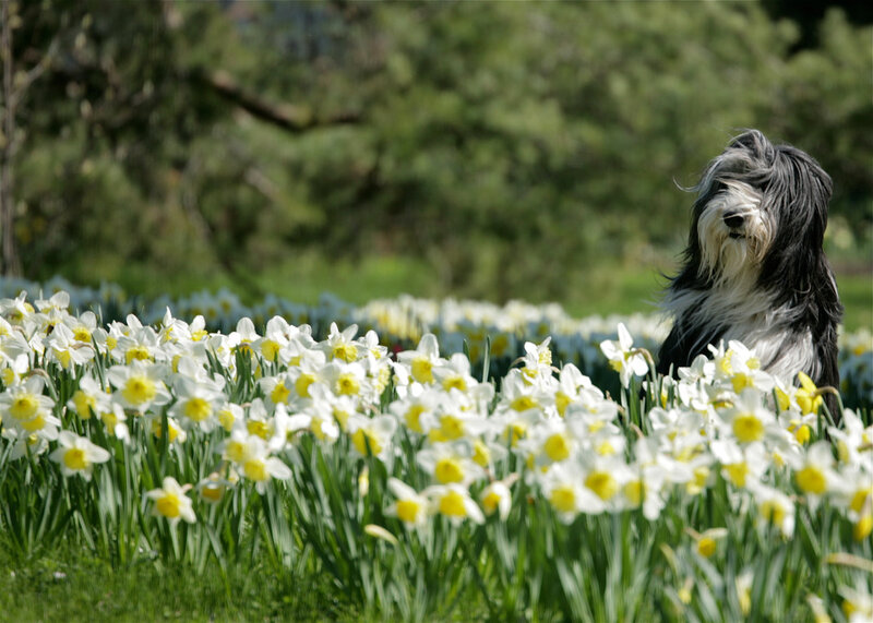 Shaggy Dog in Daffodils