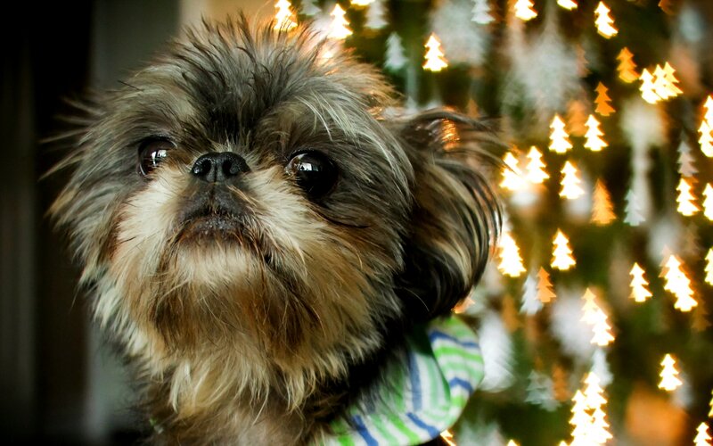 Shaggy Dog in Front of Lights