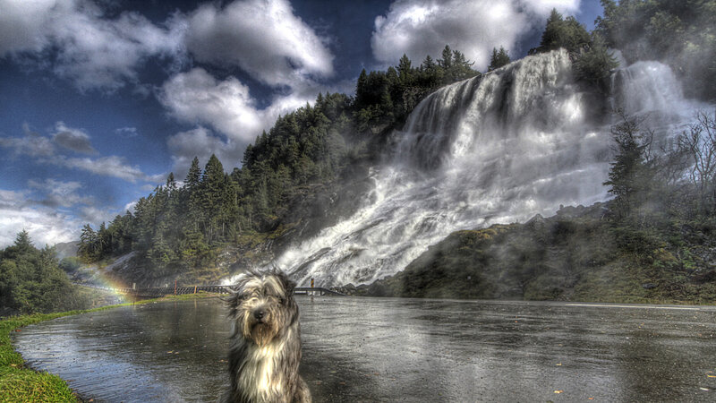 Shaggy Dog in Front of Waterfall