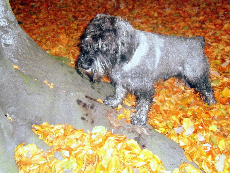 Shaggy Dog in Leaves