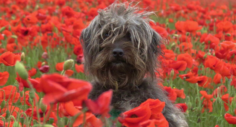 Shaggy Dog in Poppies