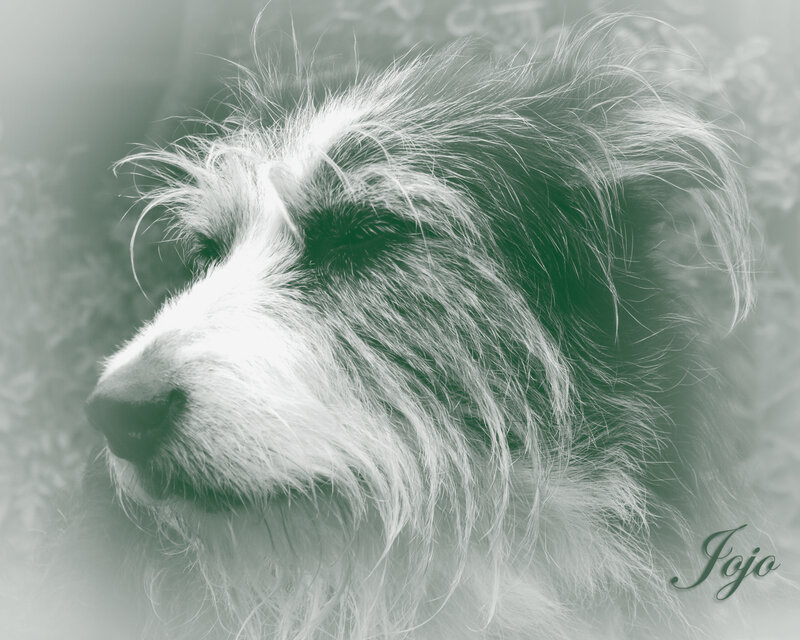 Shaggy Dog in Profile