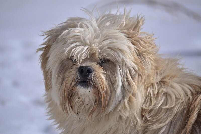 Shaggy Dog in Snow — White