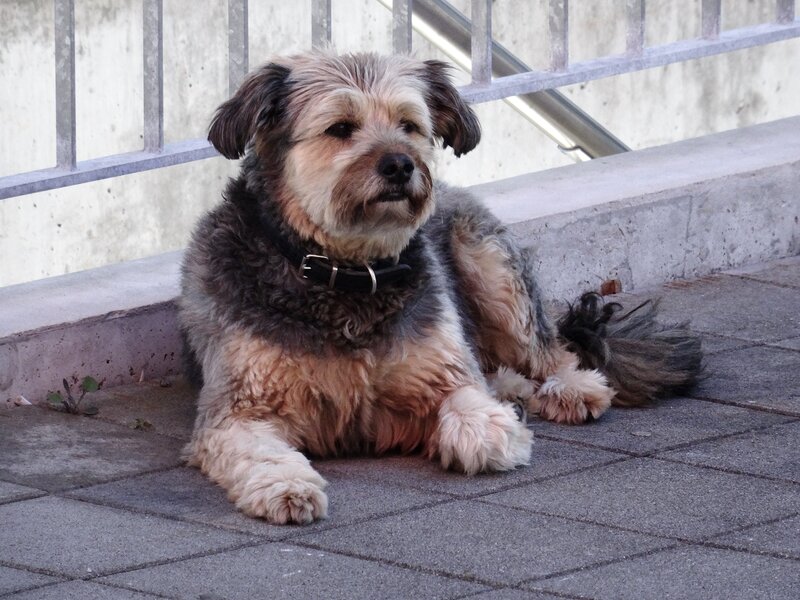 Shaggy Dog Lying Down