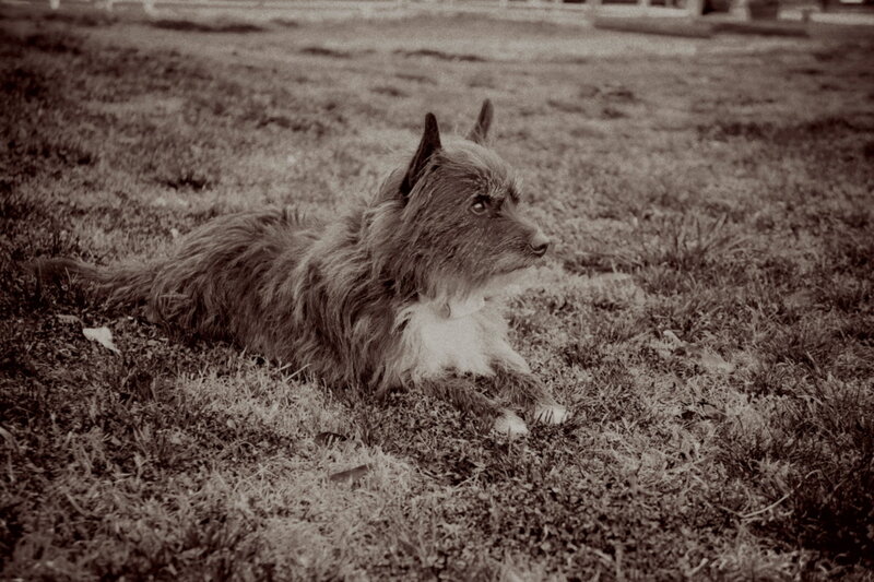 Shaggy Dog Lying on Grass — Brown