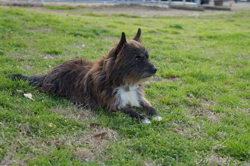 Shaggy Dog Lying on Grass