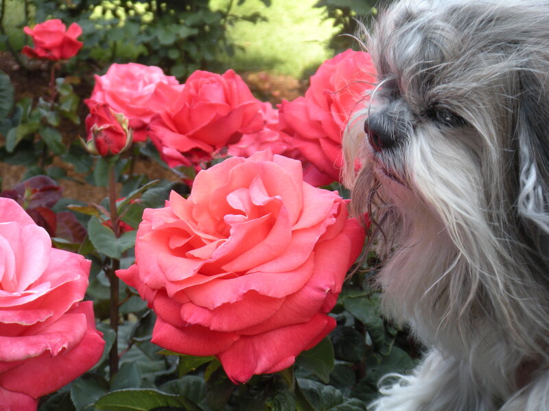 Shaggy Dog Near Roses