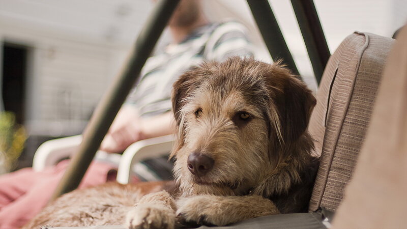 Shaggy Dog on Chair