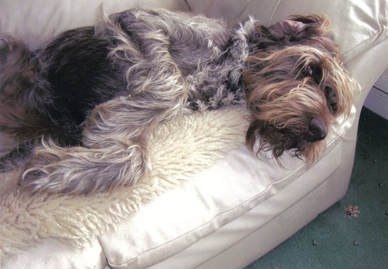 Shaggy Dog on Couch