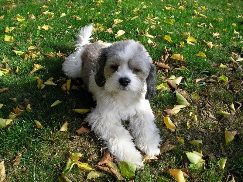 Shaggy Dog on Grass