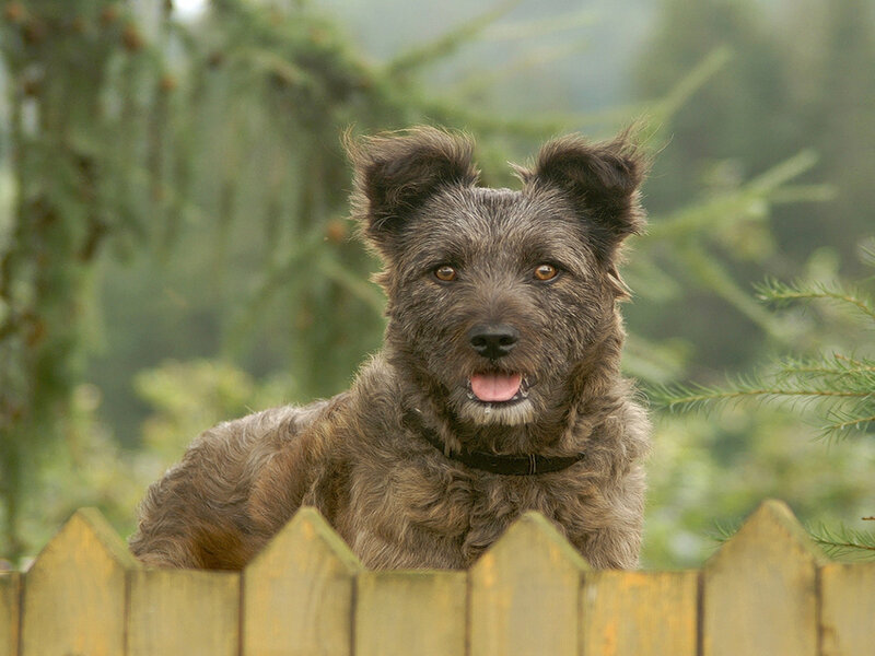 Shaggy Dog over Fence