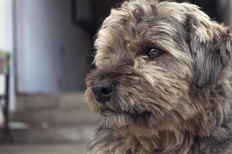 Shaggy Dog Portrait