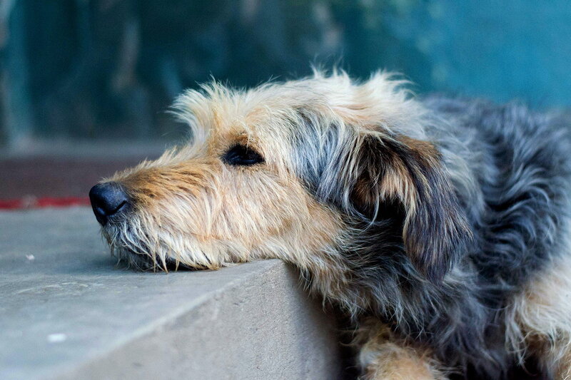 Shaggy Dog Resting