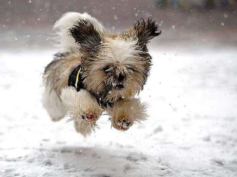 Shaggy Dog Running