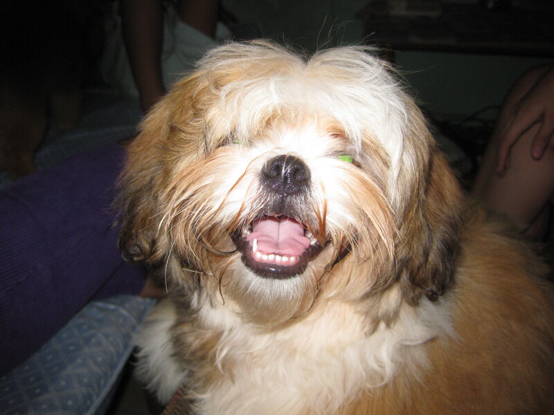 Shaggy Dog Smiling