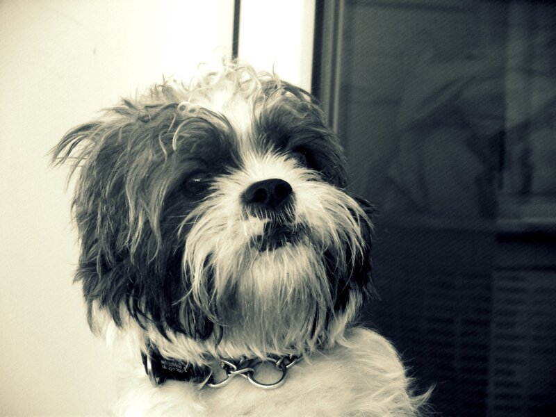 Shaggy Dog with Collar