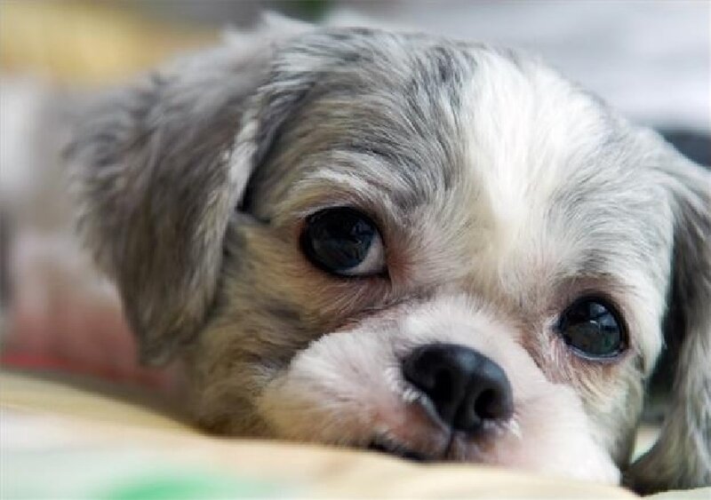 Shaggy Puppy