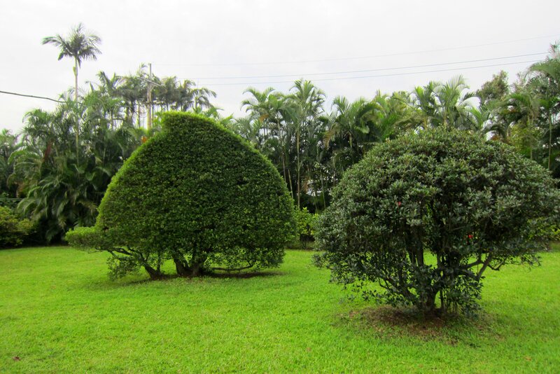Shaped Bushes in Garden