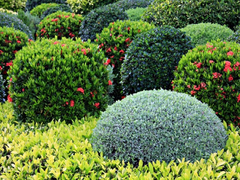 Shaped Green Bushes
