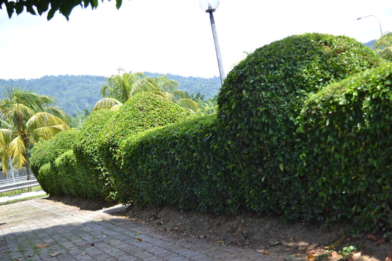 Shaped Green Hedges