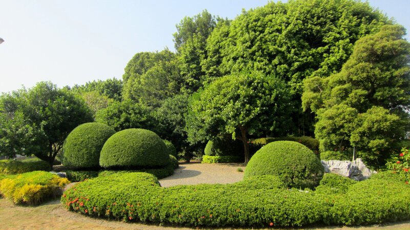 Shaped Shrubs in Garden