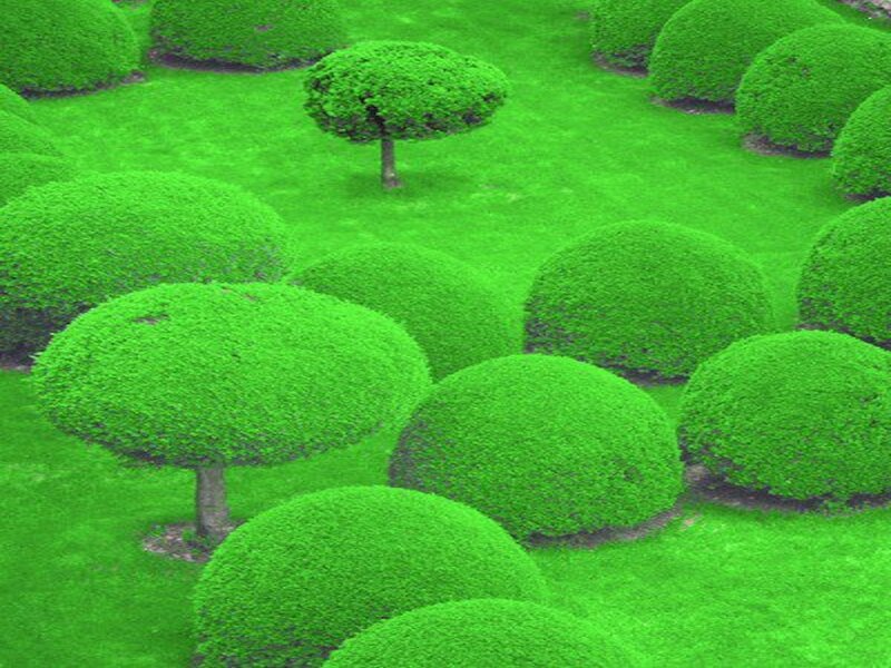 Shaped Topiary Bushes