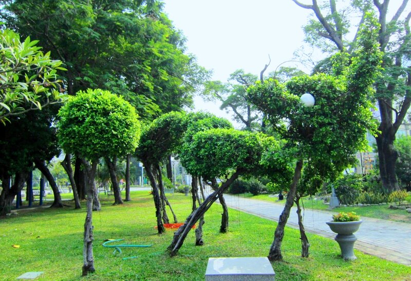 Shaped Trees in Park