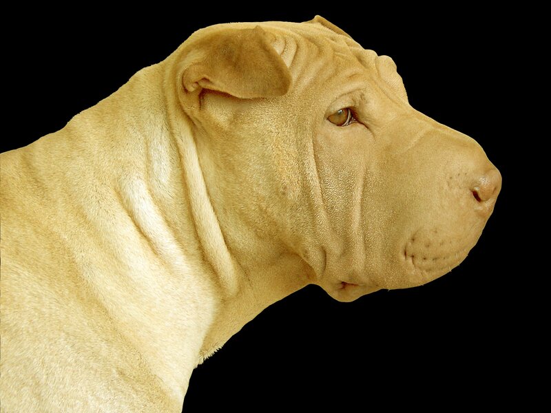 Shar-Pei Dog — Beige