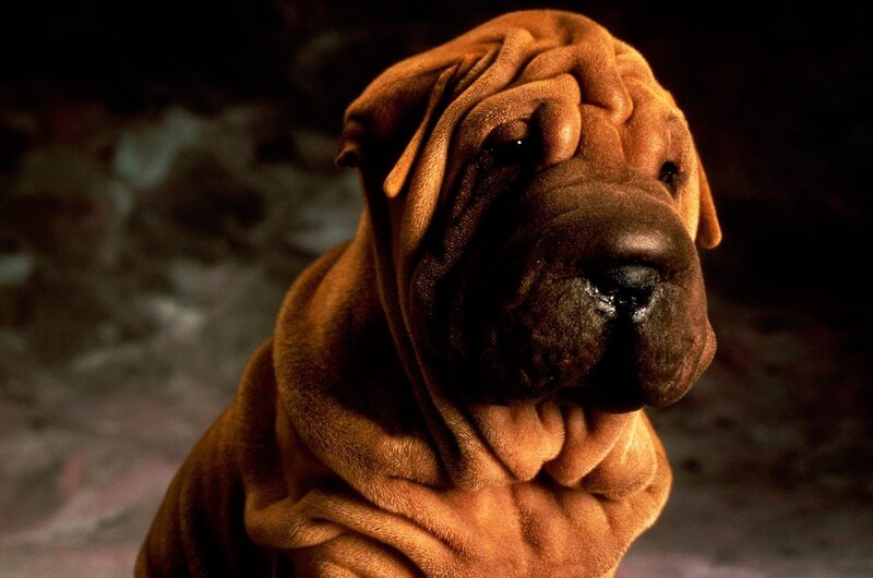 Shar-Pei Dog — Brown, Dramatic, Photograph