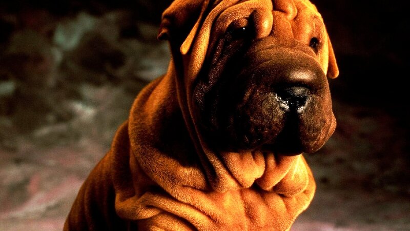 Shar-pei Dog — Brown, Dramatic
