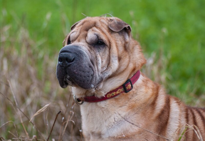 Shar-Pei dog in grass