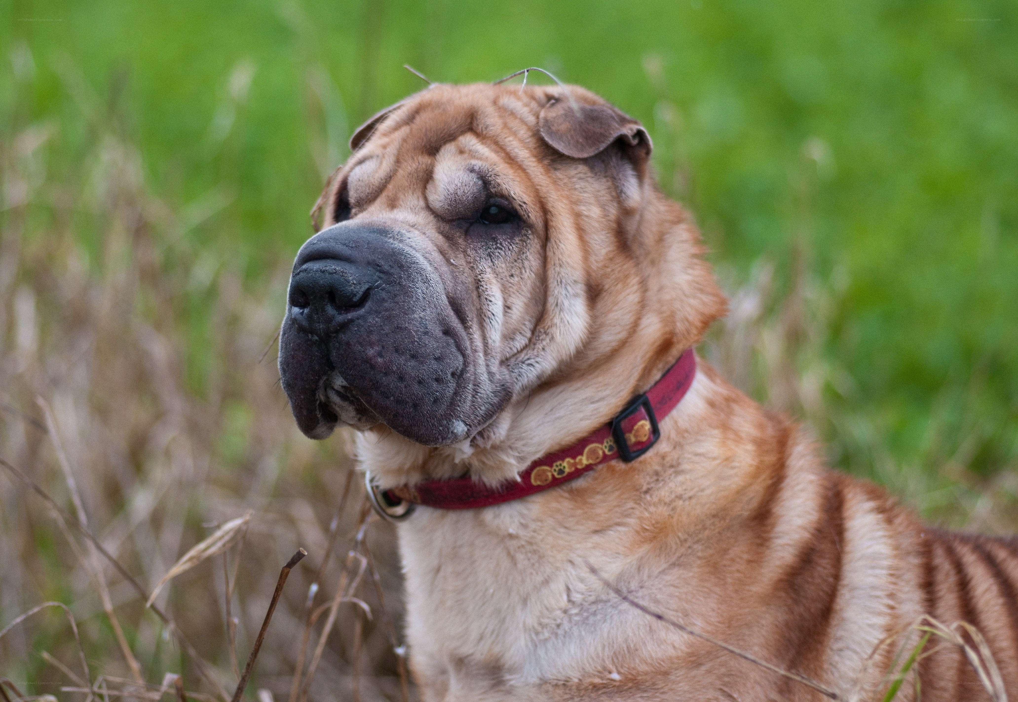 Shar-Pei dog in grass