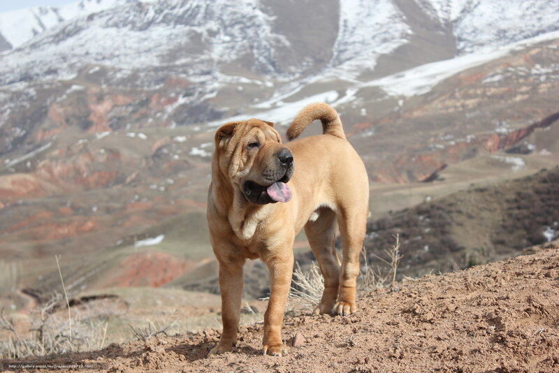 Shar-Pei dog in mountain landscape
