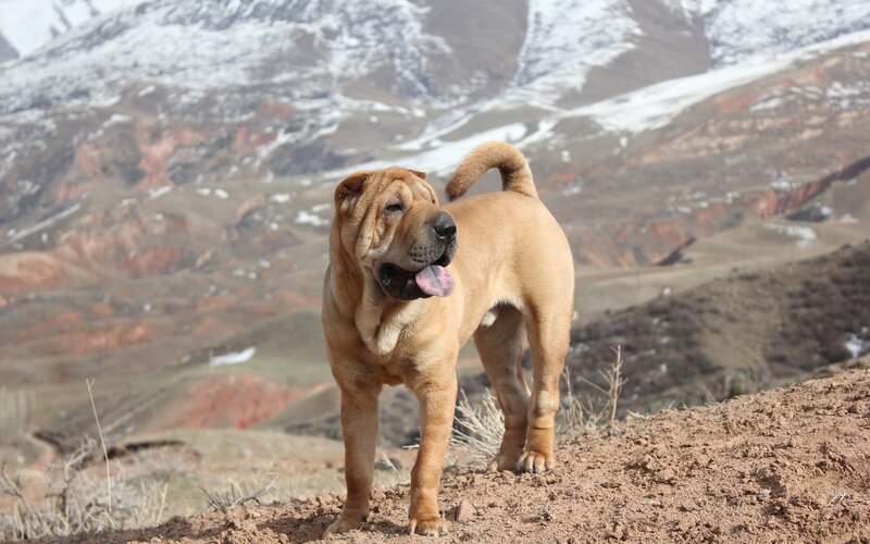 Shar-Pei dog in mountain landscape