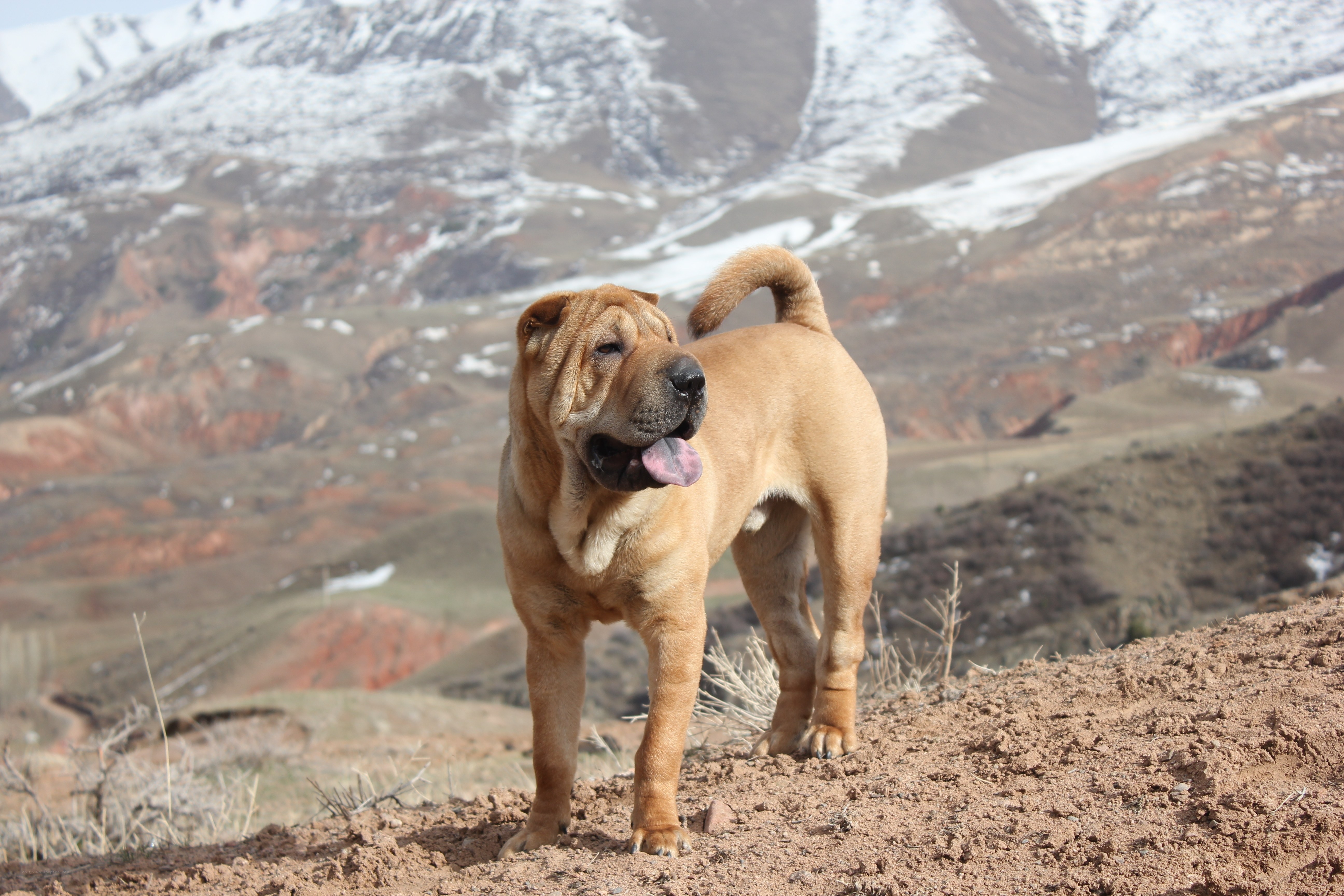 Shar-Pei dog in mountain landscape