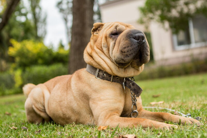 Shar-Pei Dog Lying — Brown