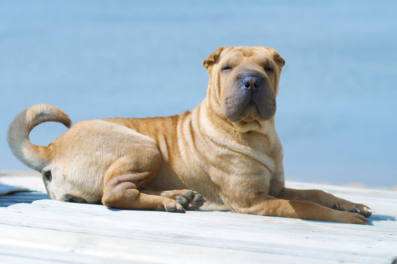 Shar-pei Dog Lying — Tan