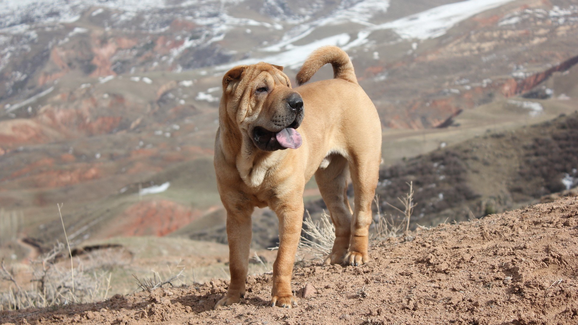 Shar-Pei dog on a hillside