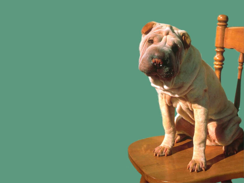 Shar-Pei Dog on Chair