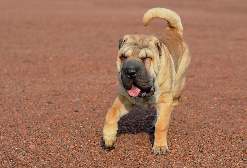 Shar-Pei dog on gravel