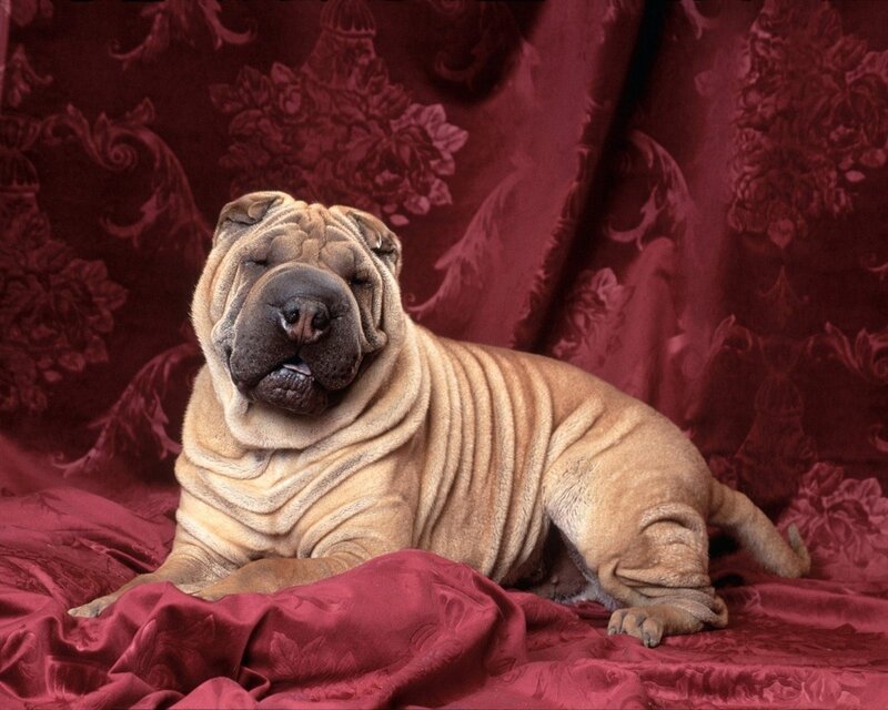 Shar-Pei dog on red fabric
