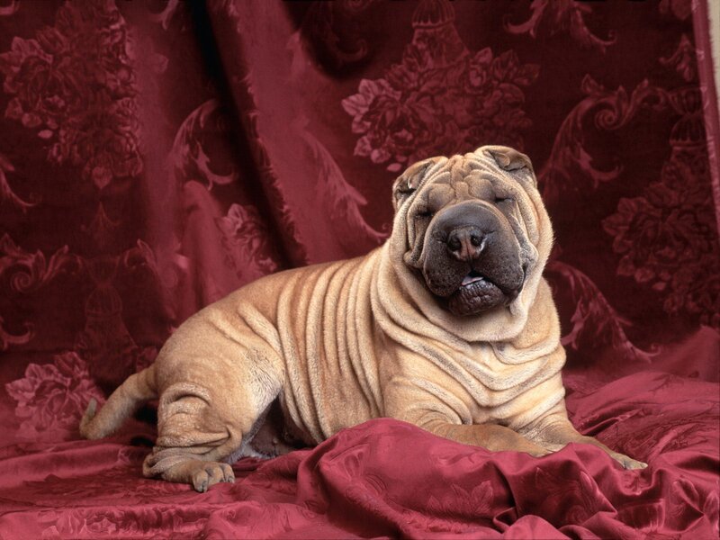 Shar-Pei dog on red fabric