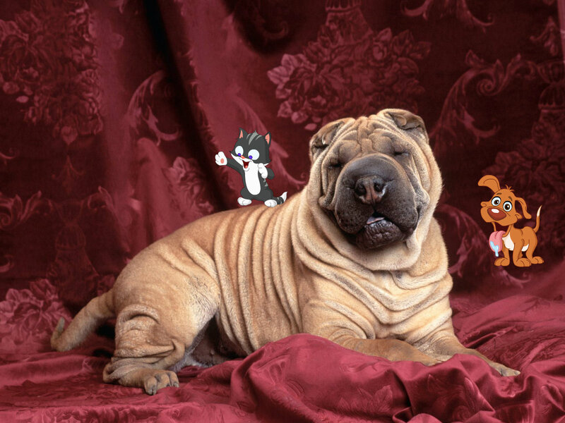 Shar-Pei Dog on Red Fabric — Calm