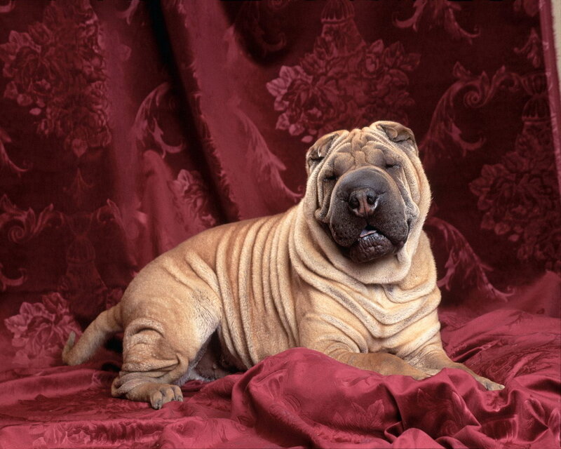 Shar-Pei dog on red fabric