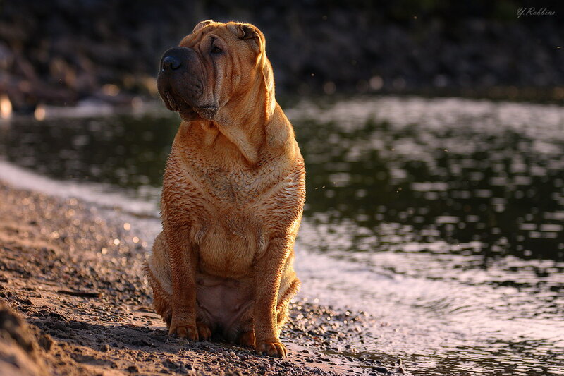 Shar-pei Dog on Shore