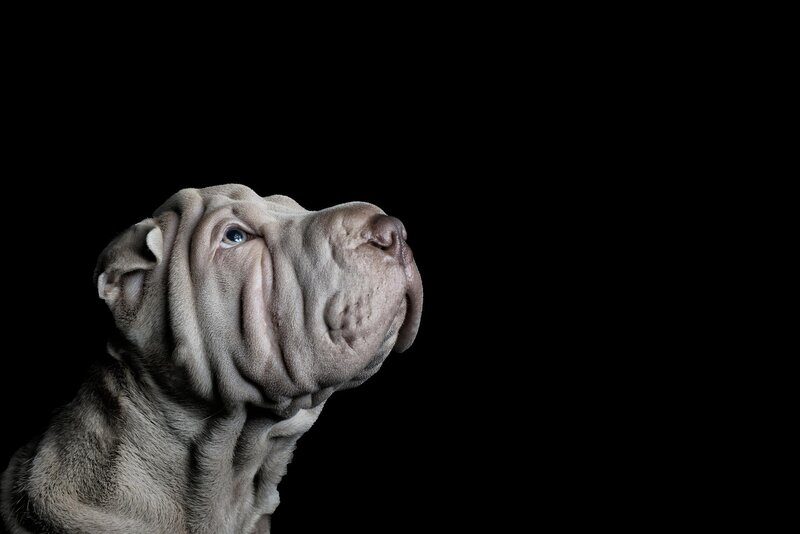 Shar-Pei Dog Portrait — Gray
