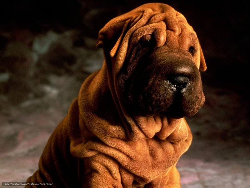 Shar Pei dog portrait
