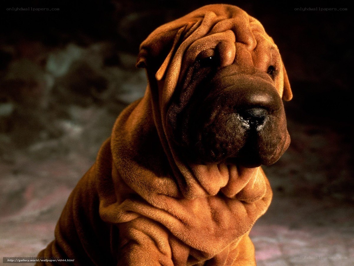 Shar Pei dog portrait